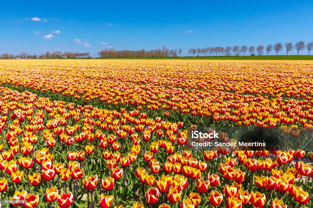 Blooming Coloridos Tulipanes Rojos Amarillos Holandeses Campo De Flores  Bajo Un Cielo Azul Foto de stock y más banco de imágenes de Abril - iStock