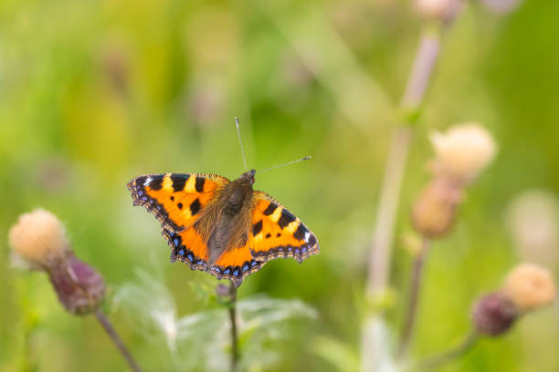 istock Aglais urticae small tortoiseshell butterfly isolated by nature 1410528997