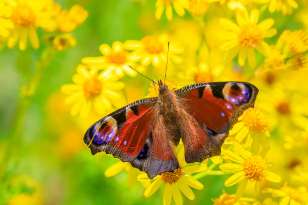 istock Aglais io, Peacock butterfly feeds on yellow flowers 1410528999