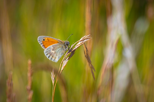 Closeup of a small heath butterfly, Coenonympha pamphilus, resting in sunlight in grass with wings closed