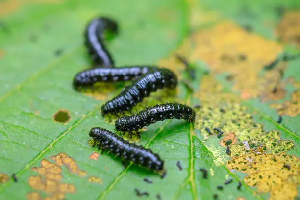 Photo of Closeup of a small alder leaf beetle, agelastica alni, caterpillar climbing up on green grass and reeds