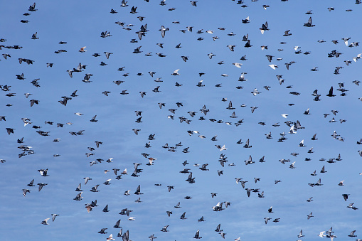 large number of flying speed racing pigeon against clear blue sky