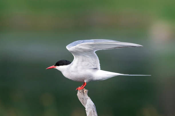 istock Arctic Tern with Wings Raised in Anchorage, Alaska 1410533288