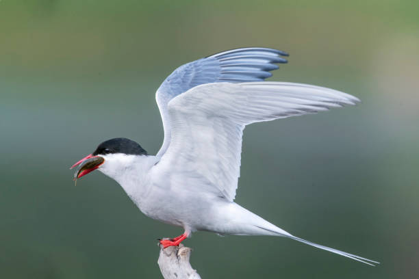 istock Arctic Tern with a Fish on a Perch in Anchorage, Alaska 1410533293