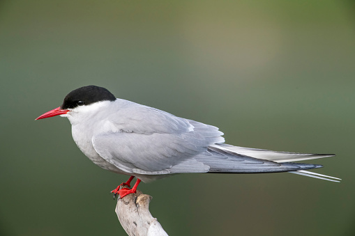 An Arctic Tern (Sterna paradisaea) on a perch south of Anchorage Alaska.  The Arctic Tern breeds in the arctic regions around the world and winters in the Antarctic, making at least a 19,000 km (12,000 mi) flight between the two twice a year, mostly over open ocean; thus, this bird has the longest migration and sees more daylight than any animal on earth.