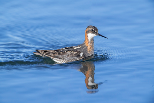 Female Red-necked Phalarope (Phalaropus lobatus) in a pond near Nome, Alaska.  This bird breeds in arctic north America and Eurasia and winters far to the south mainly in open tropical oceans.  The females of all three species of phalaropes are more colorful than the males.  They choose a mate and lay their eggs in a nest built by the male, and the eggs are incubated and the chicks are raised solely by the male.