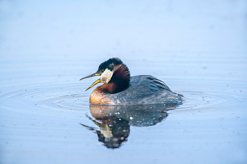 Red-necked Grebe (Podiceps grisegena) near a nest on a small lake in Anchorage, Alaska.