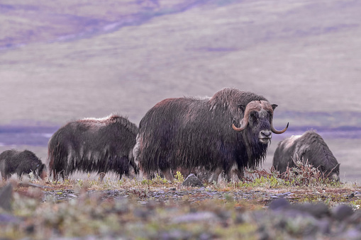 A herd of muskoxen (Ovibos moschatus) near Nome, Alaska.  Muskoxen are native to eastern arctic Canada and Greenland, but have been successfully introduced into several places, including Alaska, Iceland, and parts of northern Europe.