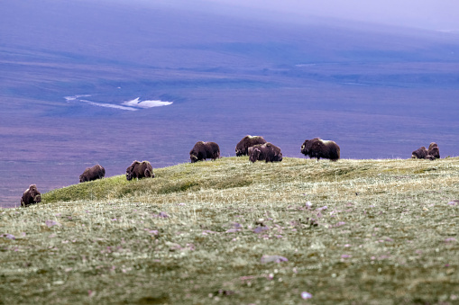 A herd of muskoxen (Ovibos moschatus) near Nome, Alaska.  Muskoxen are native to eastern arctic Canada and Greenland, but have been successfully introduced into several places, including Alaska, Iceland, and parts of northern Europe.