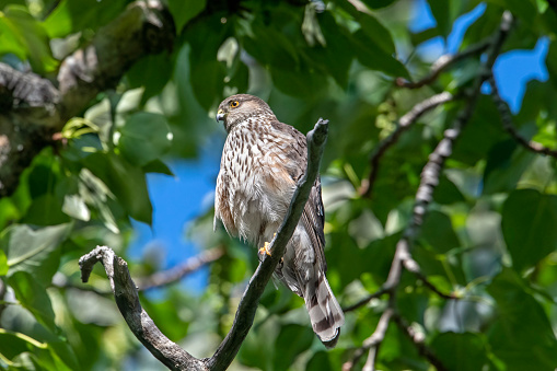 Immature Sharp-shinned Hawk (Accipiter striatus) in a park in Anchorage, Alaska.  This is the smallest of the true hawks (genus Accipter) in the United States and Canada.  It has a huge range, extending into southern South America.  Its primary prey is small birds.