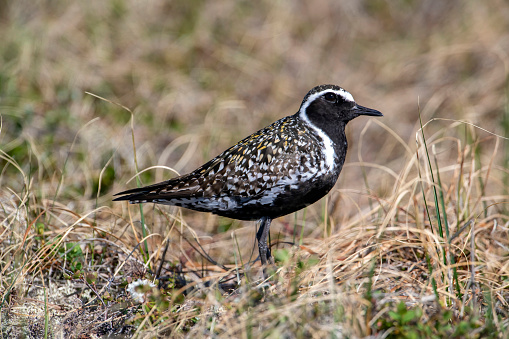 Pacific Golden Plover (Pluvialis fulva) in breeding plumage on the tundra near Nome, Alaska.  This plover breeds in western Alaska and Canada and northern Russia, and winters in southern Asia and Australia. It has an elaborate distraction display to attract intruders away from its nest.