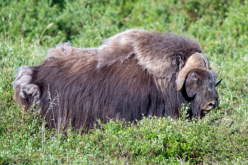 A male muskox (Ovibos moschatus) near Nome, Alaska.  Muskoxen are native to eastern arctic Canada and Greenland, but have been successfully introduced into several places, including Alaska, Iceland, and parts of northern Europe.