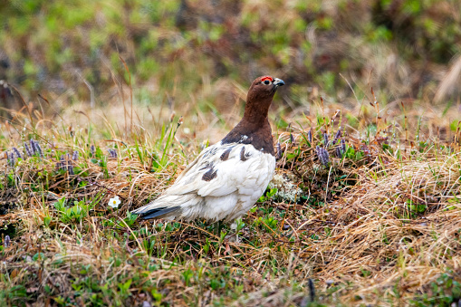 Male Willow Ptarmigan (Lagopus lagopus) in early spring plumage on the tundra near Nome, Alaska. Ptarmigans are members of the grouse family, and this species is found around the world in the arctic regions.