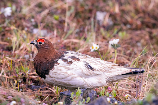 Male Willow Ptarmigan (Lagopus lagopus) in early spring plumage on the tundra near Nome, Alaska. Ptarmigans are members of the grouse family, and this species is found around the world in the arctic regions.