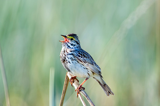 A Savannah Sparrow (Passerculus sandwichensis) singing on territory on the tundra near Nome, Alaska. The various populations of Savannah Sparrow breed from Alaska across Canada and the United States and winters south to southern Mexico.
