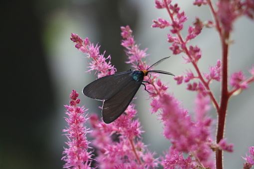 Close up of bright pink Astilbe with a Virginia ctenucha moth