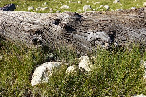 Hollow tree log in grassy meadow
