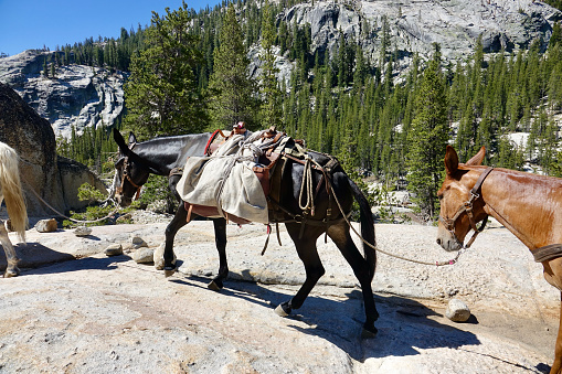 Pack mules bringing fresh supplies up to camp