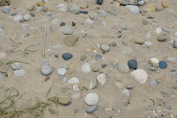 istock Deserted beach with sea grass, pebbles and drift wood 1410540302