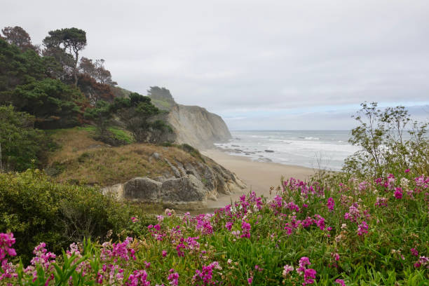 이른 아침에 해안 절벽에서 피는 야생화 - coastline california northern california cliff 뉴스 사진 이미지