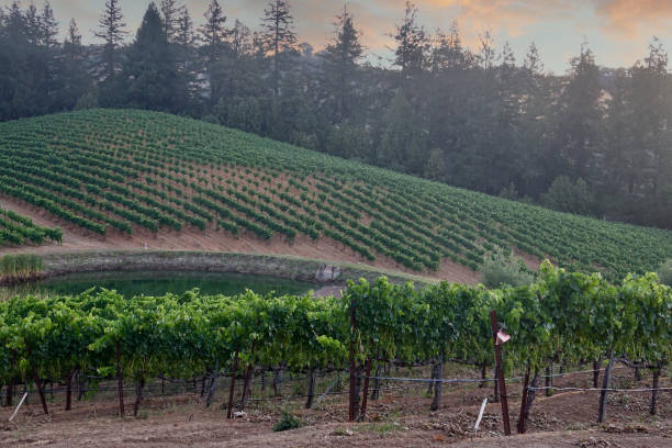 istock Patchwork of vines in the vineyard at sunset 1410541407
