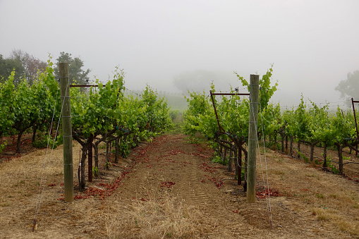 Early morning fog hovering over the vines