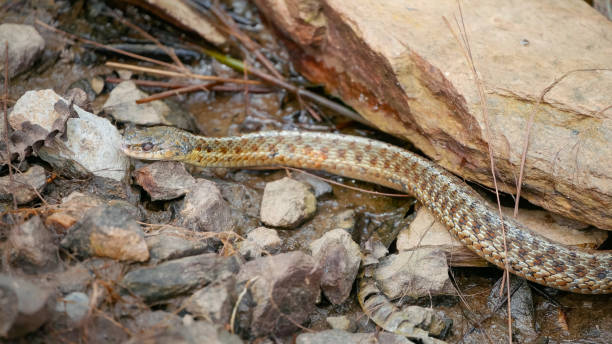 istock Little snake in the wild 1410543244