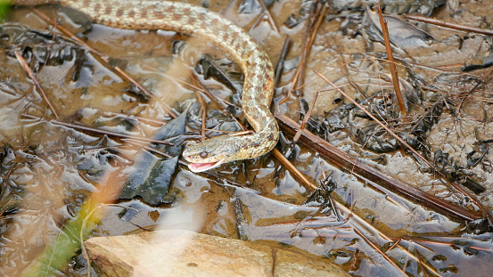 Little snake with its mouth open in the wild in Canada