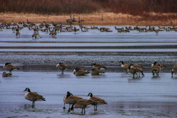 istock Flock of geese on ice 1410547453