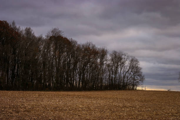 istock Edge of the forest into farmland 1410548198