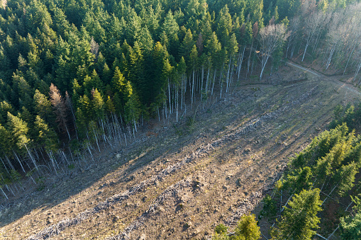Aerial view of pine forest with large area of cut down trees as result of global deforestation industry. Harmful human influence on world ecology.