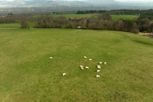 vue aérienne du troupeau de vaches paissant sur un champ agricole - national grassland photos et images de collection