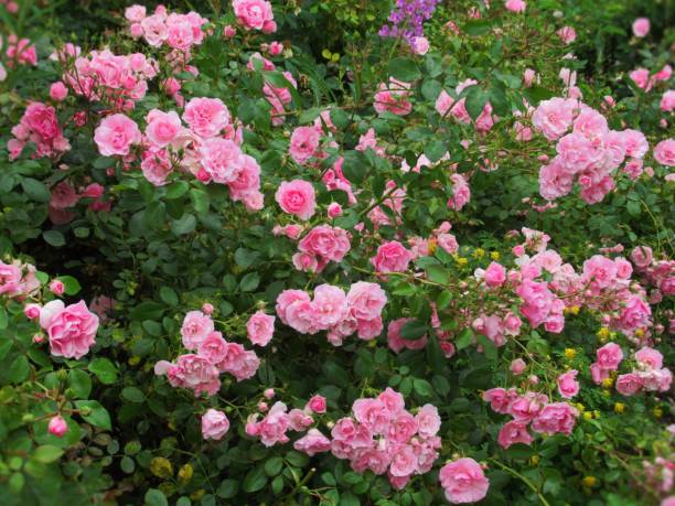istock Beautiful Bright Pink Bonica Roses In Summer 1410549392