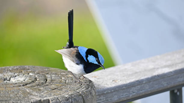 istock Superb fairy wren 1410550497