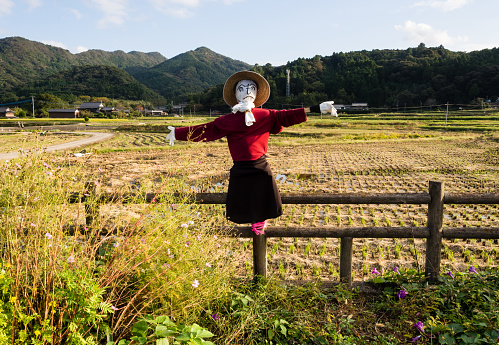 Well-dressed scarecrow protecting the crops.