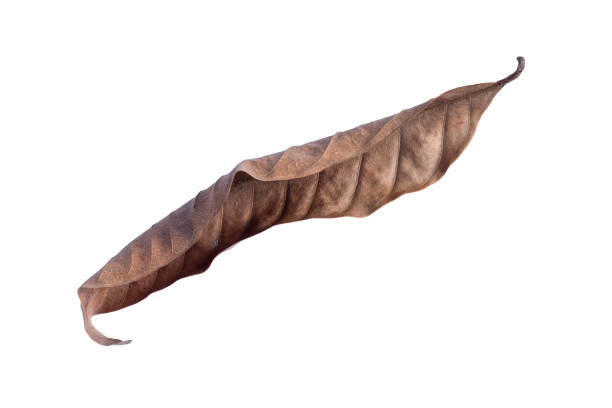 istock Dry leaves isolated on white background. Tropical dry leaves clipping path. 1410553225