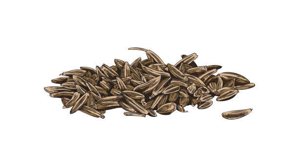 Cumin seeds pile, aromatic spice or condiment - sketch vector illustration isolated on white background. Cumin seeds pile, aromatic spice or condiment - sketch vector illustration isolated on white background. Hand drawn zira seeds for cooking or traditional medicine. caraway seed stock illustrations