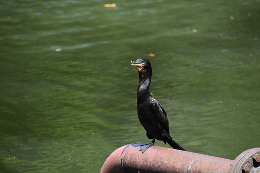 A neotropic cormorant or Nannopterum brasilianum, perched on a metal pipe next to a freshwater pond on the Caribbean island of Trinidad.