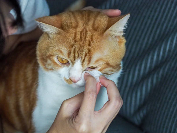 istock clean orange cat eyes for healthy cat eyes prevent eye problems cleanliness around the eyes 1410554202