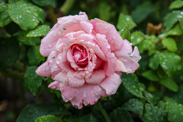 istock pink rose flower with rain drops 1410555209