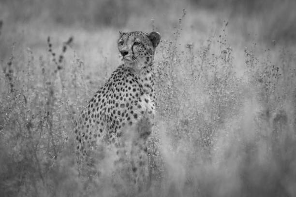 istock Cheetah sitting upright in tall grass and vegetation - 1410558749