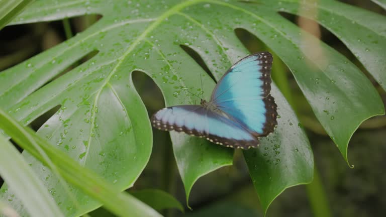 slow motion rear view of a blue morpho butterfly opening and closing its wings