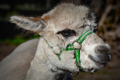 Close up portrait of a cute alpaca