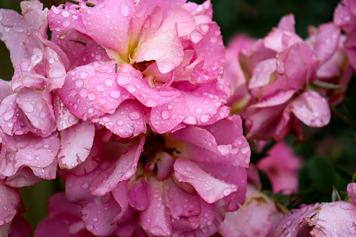 close up of pink rose petals with rain drops and insects