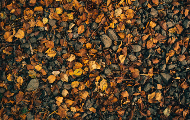 background texture of autumn leaves and rocks