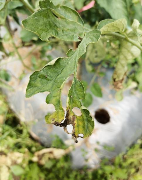 istock Diseases of tomato plants 1410563369