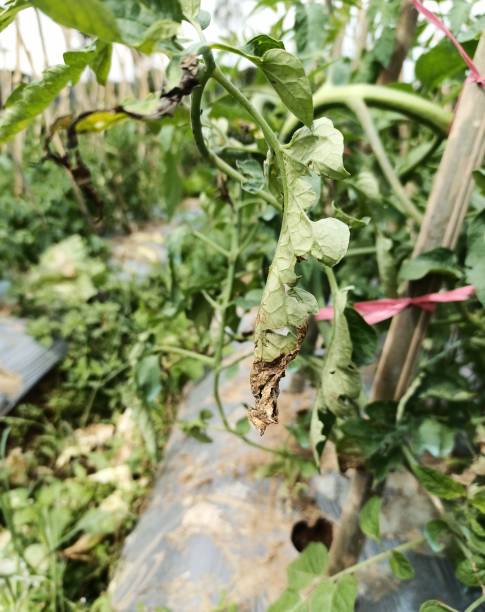 istock Diseases of tomato plants 1410563378