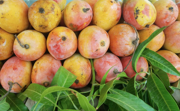 mangue indienne appelée lalbagh - lal bagh photos et images de collection