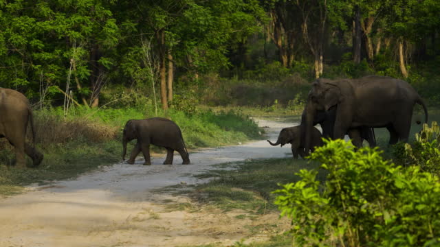 A big herd of asian elephants crossing a forest road