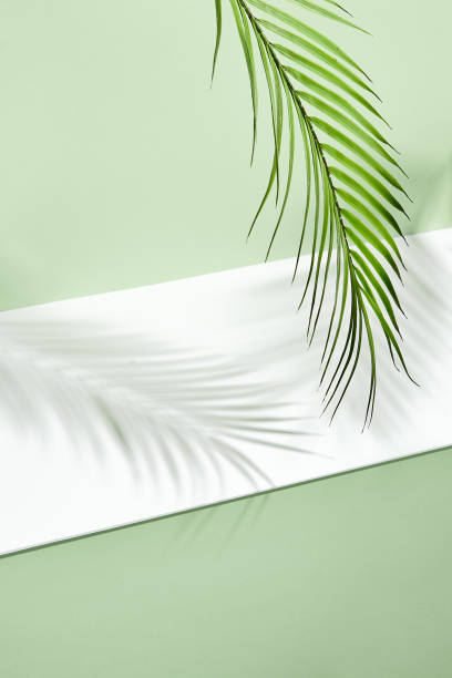 istock Abstract background of shadows palm leafs on green wall 1410568005